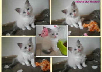 femelle blue bicolour  - Chatterie Ragdolls du Val de Beauvoir